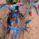 Macaw Clay Lick Tour | 3 Days - Exploring the 3-Day Amazon Jungle Tour: A Deep Dive