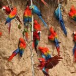 Macaw Clay Lick Tour | 3 Days - What’s Included and What’s Not?