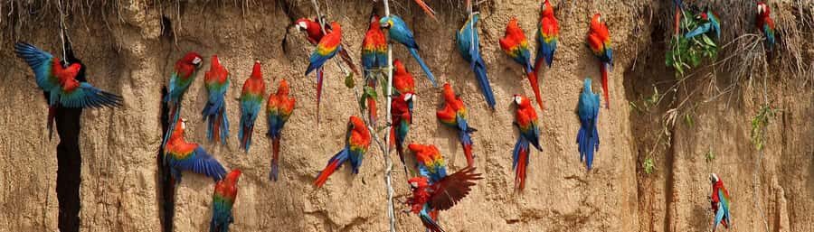 Macaw Clay Lick Tour | 3 Days - What’s Included and What’s Not?