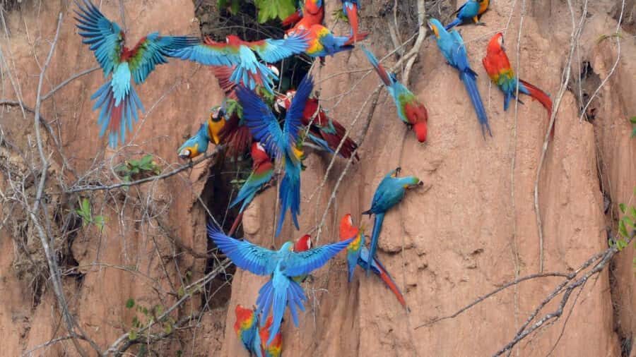 Macaw Clay Lick Tour | 3 Days - Exploring the 3-Day Amazon Jungle Tour: A Deep Dive