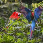 MACAWS CHUNCHO EXCURSION (4 DAYS  3 NIGHTS) - How Does It Stack Up?