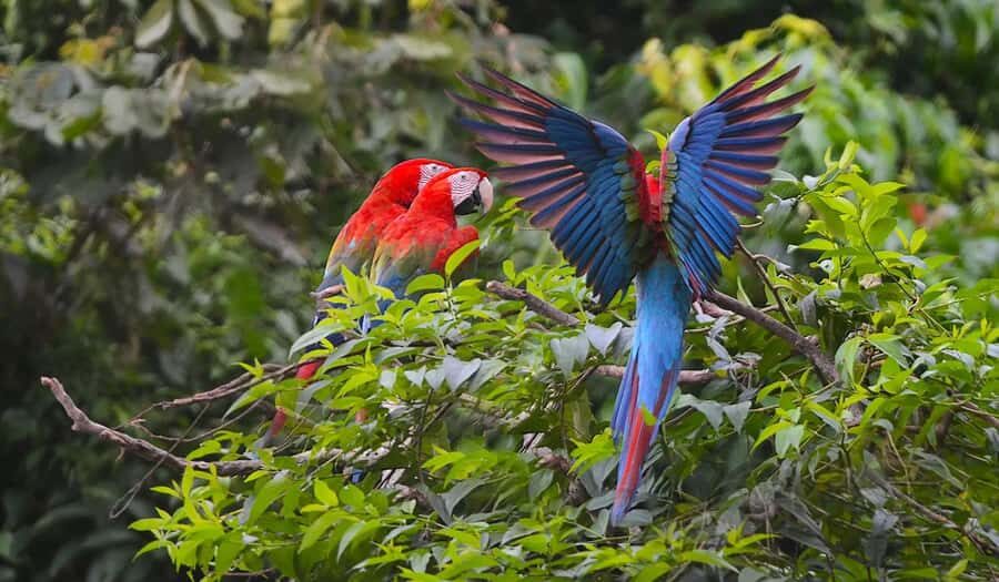 MACAWS CHUNCHO EXCURSION (4 DAYS  3 NIGHTS) - How Does It Stack Up?