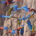 MACAWS CHUNCHO EXCURSION 4D/3N - A Thorough Breakdown of the Amazon Jungle Experience