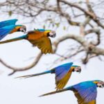 MACAWS CHUNCHO EXCURSION 4D/3N - An In-Depth Review of the Macaws Chuncho Excursion (4D/3N)