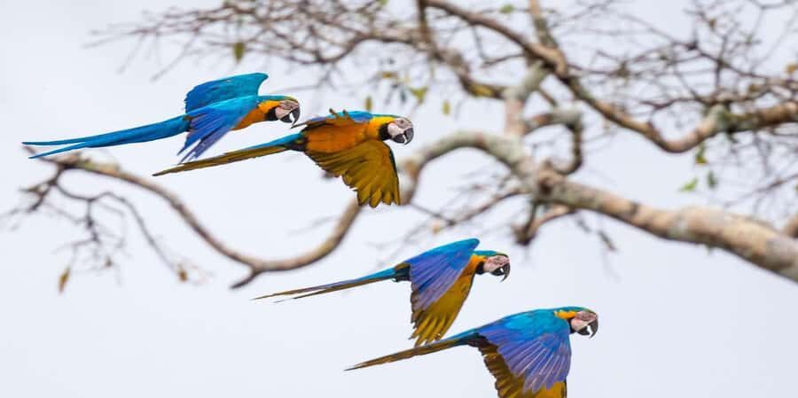 MACAWS CHUNCHO EXCURSION 4D/3N - An In-Depth Review of the Macaws Chuncho Excursion (4D/3N)