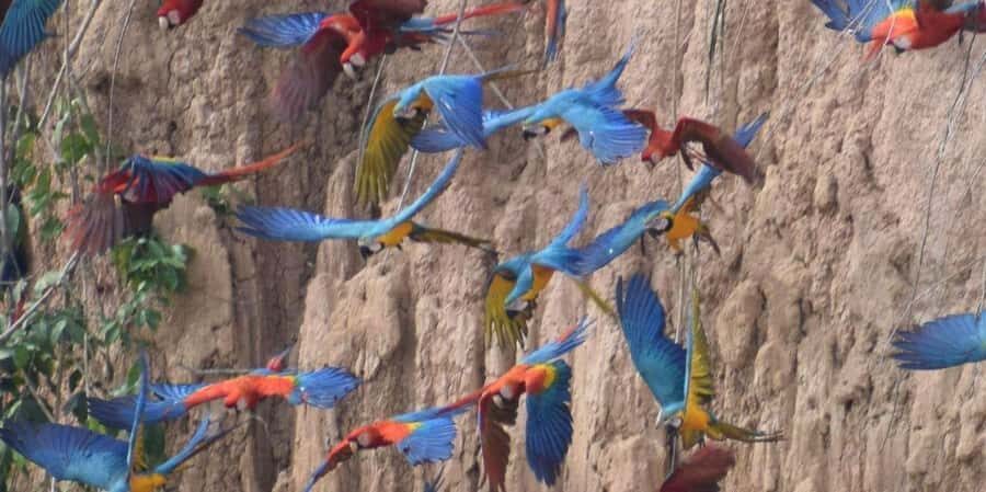 MACAWS CHUNCHO EXCURSION 4D/3N - A Thorough Breakdown of the Amazon Jungle Experience