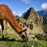 Machu Picchu 1 day Adventure + lunch - A Close Look at the Machu Picchu Day Trip