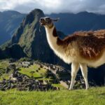 Machu Picchu One Day Trip from Cusco - Transportation and Comfort