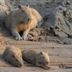 Madre de Dios: Adventure in Tambopata Jungle 3Days/2Nights - Practicalities & Value