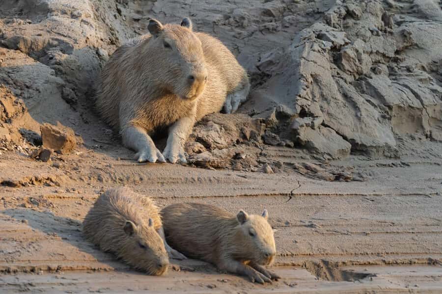 Madre de Dios: Adventure in Tambopata Jungle 3Days/2Nights - Practicalities & Value