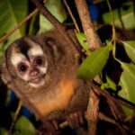 Madre de Dios: Amazon Rainforest Nocturnal Tour - Exploring the Amazon Rainforest Nocturnal Tour in Depth