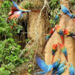 Madre de Dios: Lake Saldoval + Visit to the Macaws - Practical Details and Value