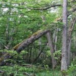 Magallanes National Reserve Hiking from Punta Arenas - Final Thoughts: Is It Worth It?