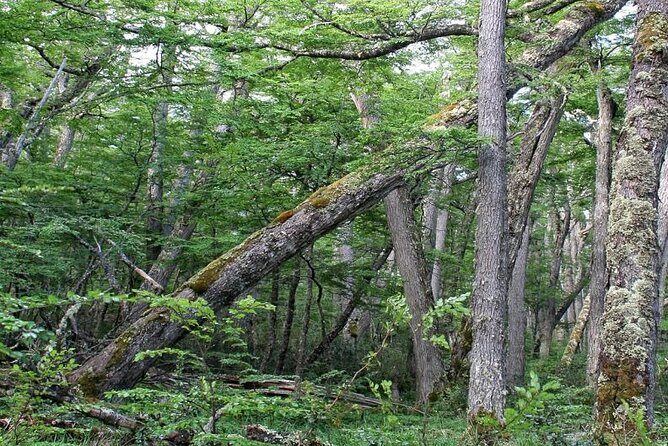 Magallanes National Reserve Hiking from Punta Arenas - Final Thoughts: Is It Worth It?