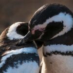 Magdalena Island Penguin Tour by Boat from Punta Arenas - Key Points
