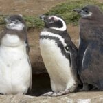 Magdalena Island Penguin Tour by Boat from Punta Arenas - The Value Proposition
