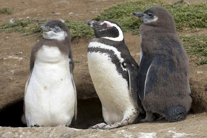 Magdalena Island Penguin Tour by Boat from Punta Arenas - The Value Proposition