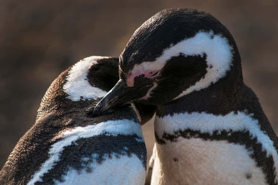 Magdalena Island Penguin Tour by Boat from Punta Arenas - Key Points