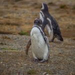 Magdalena Island: Walk with the penguins - A Thorough Look at the Magdalena Island Penguin Tour