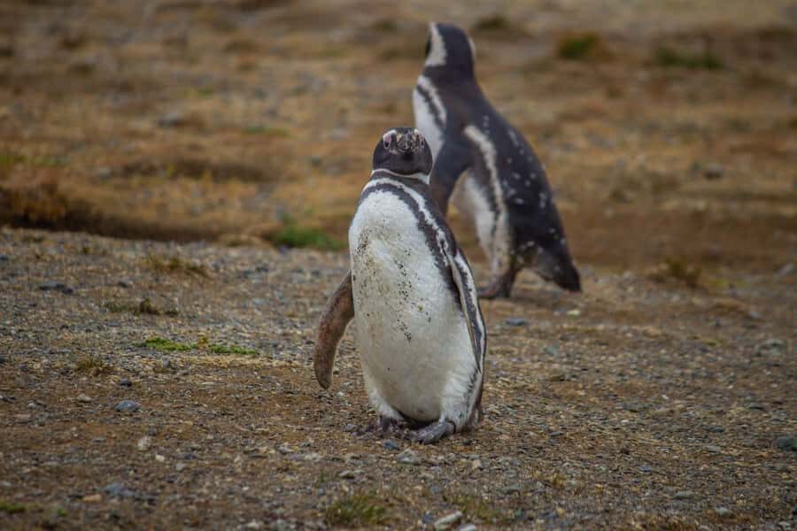 Magdalena Island: Walk with the penguins - A Thorough Look at the Magdalena Island Penguin Tour