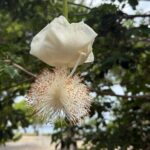 Magens Bay Nature Walk & premium hands-free Hobie Kayak Adventure - Detailed Review of the Magens Bay Nature Walk & Kayak Tour