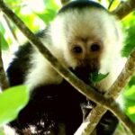 Magical Night Walk in Monteverde - Why It’s Worth Your Time