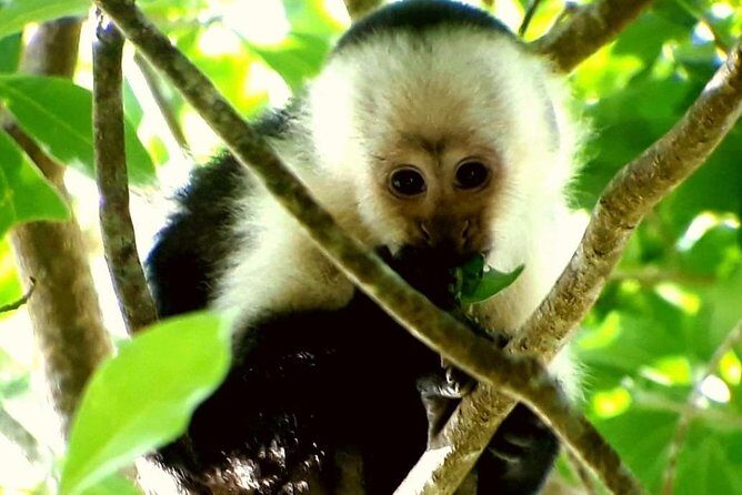 Magical Night Walk in Monteverde - Why It’s Worth Your Time