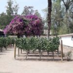 Maipo Valley: Private Full-Day Wine Tour - Detailed Review of the Maipo Valley: Private Full-Day Wine Tour