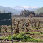 Maipo Valley Top Wineries Private Tours and Tastings from Santiago - Who Should Consider This Tour?