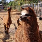 Maipo Valley Wine Tour with 4 vineyards from Santiago. - Authentic Experiences and Genuine Value