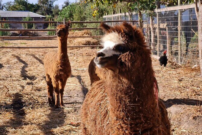 Maipo Valley Wine Tour with 4 vineyards from Santiago. - Authentic Experiences and Genuine Value