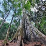 Manaus: 2, 3 or 4 days in the Amazon Survivor Experience - Final Thoughts