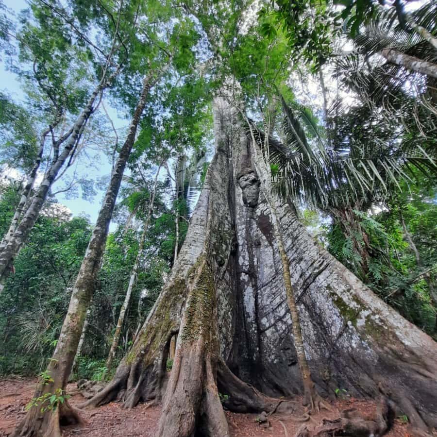 Manaus: 2, 3 or 4 days in the Amazon Survivor Experience - Final Thoughts