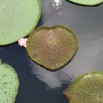 Manaus: 2-Day River Tour With Overnight Stay - Detailed Breakdown of the Itinerary