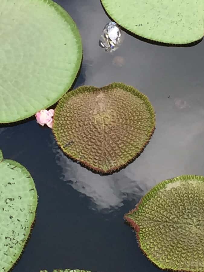 Manaus: 2-Day River Tour With Overnight Stay - Detailed Breakdown of the Itinerary