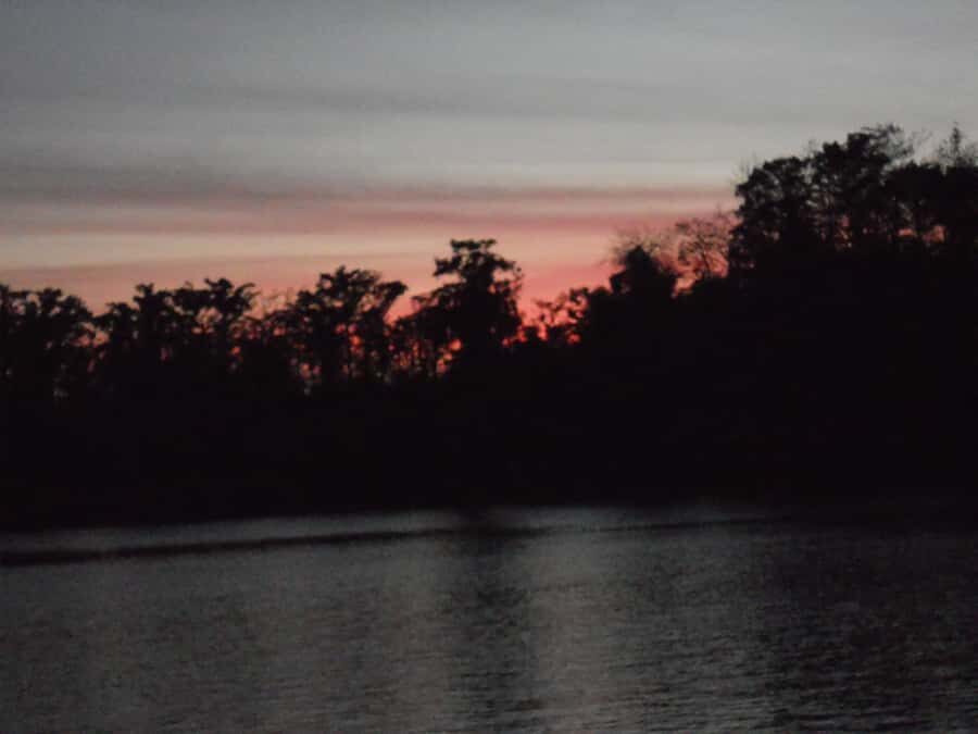 Manaus: Amazon Jungle Tour with Alligator Night Watch - A closer look at the Amazon Night Watch Experience