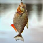 Manaus: Full-Day Tour on the Amazon River - Who Should Consider This Tour?