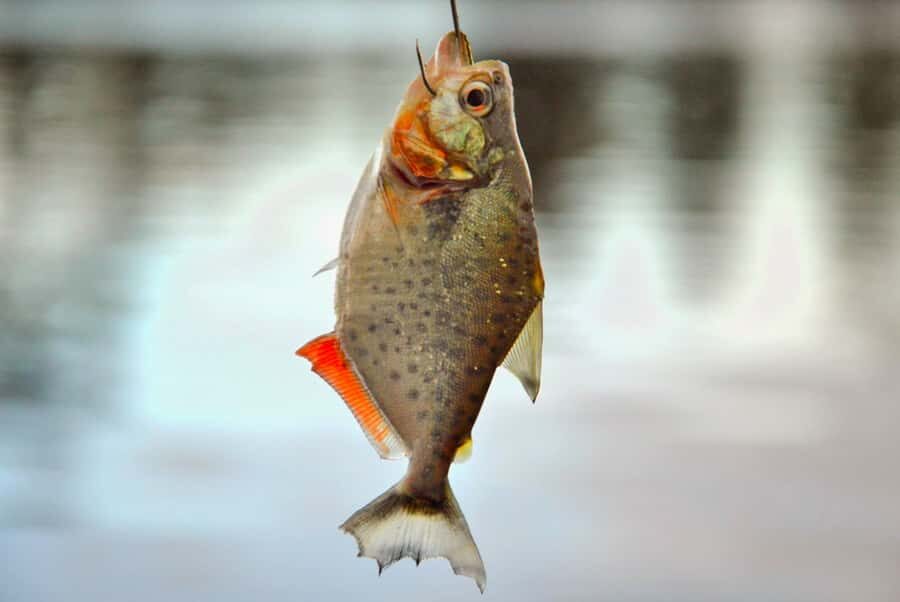 Manaus: Full-Day Tour on the Amazon River - Who Should Consider This Tour?