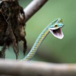 Manaus: Multi-Day Amazon Survival Trip with Camping - FAQs