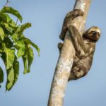 Manaus: Multi-Day Amazon Trip at Tapiri Floating Lodge - The First Afternoon: Water, Wildlife, and Sunset