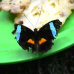 Manaus: MUSA and INPA Museums with Observation Tower Tour - The Observation Tower: A Forest from Above