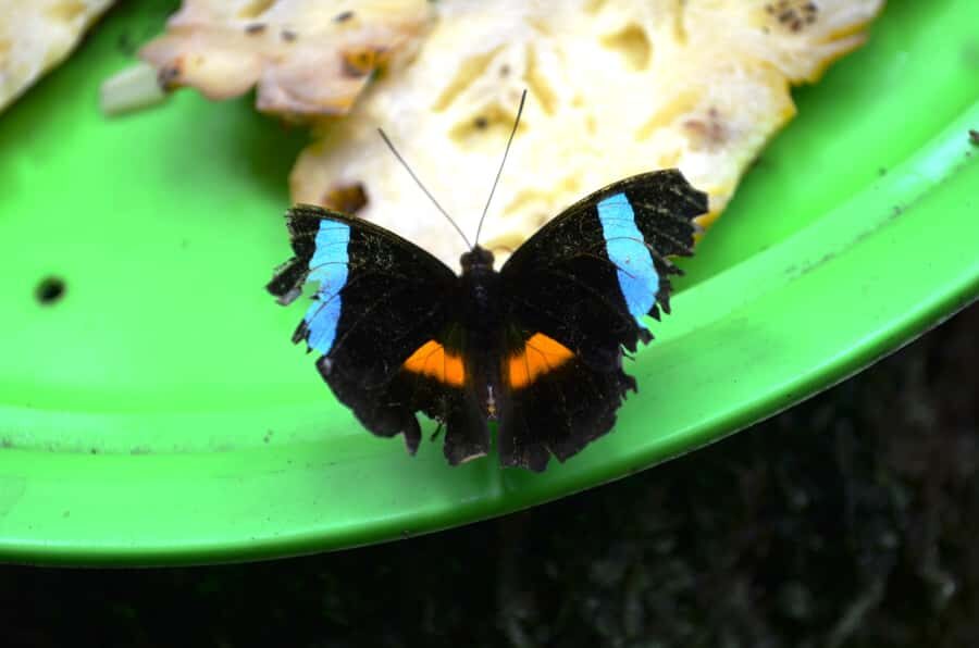 Manaus: MUSA and INPA Museums with Observation Tower Tour - The Observation Tower: A Forest from Above