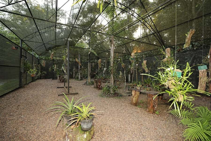 Manaus : Visit to MUSA (Amazon Museum) - Why This Tour Offers Real Value