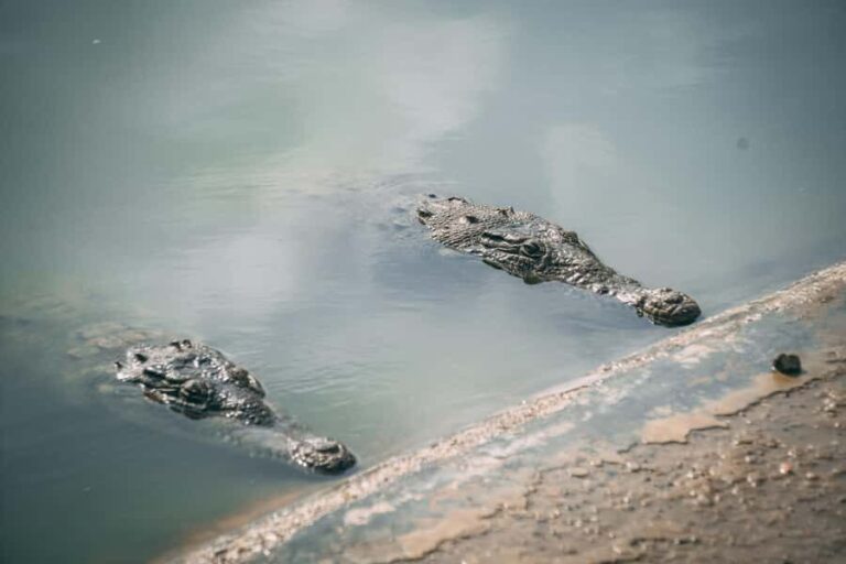 Mancora: Puerto Pizarro - Tour Mangrove Mysteries - Who Is This Tour Best For?