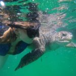 Mancora: Swimming and bathing with turtles | Entrance | - A Closer Look at the Mancora Turtles Tour