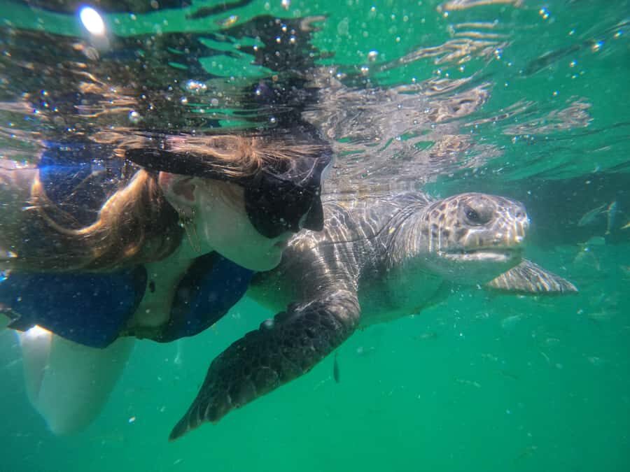 Mancora: Swimming and bathing with turtles | Entrance | - A Closer Look at the Mancora Turtles Tour