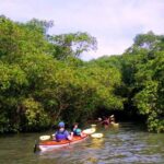Mangrove and Beach Kayak Tour BY PARATY TOURS - The Sum Up