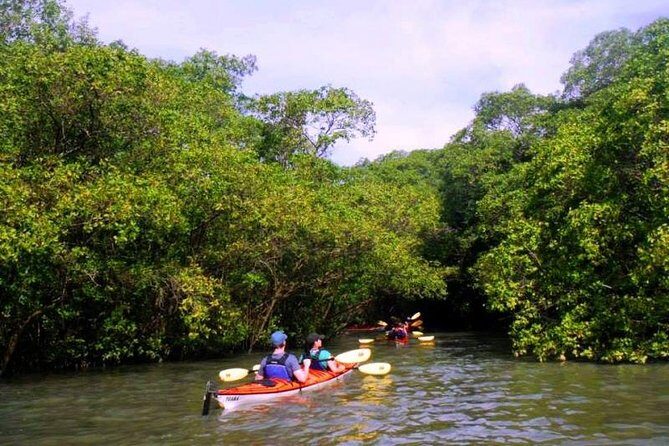 Mangrove and Beach Kayak Tour BY PARATY TOURS - The Sum Up