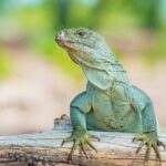 Mangrove Cay and Iguana Island Tours - Frequently Asked Questions