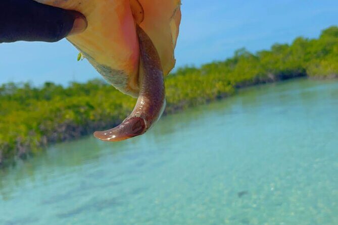 Mangrove Cay And Iguana Island Venture In Turks And Caicos Island - A Deeper Look at the Mangrove Cay & Iguana Island Adventure